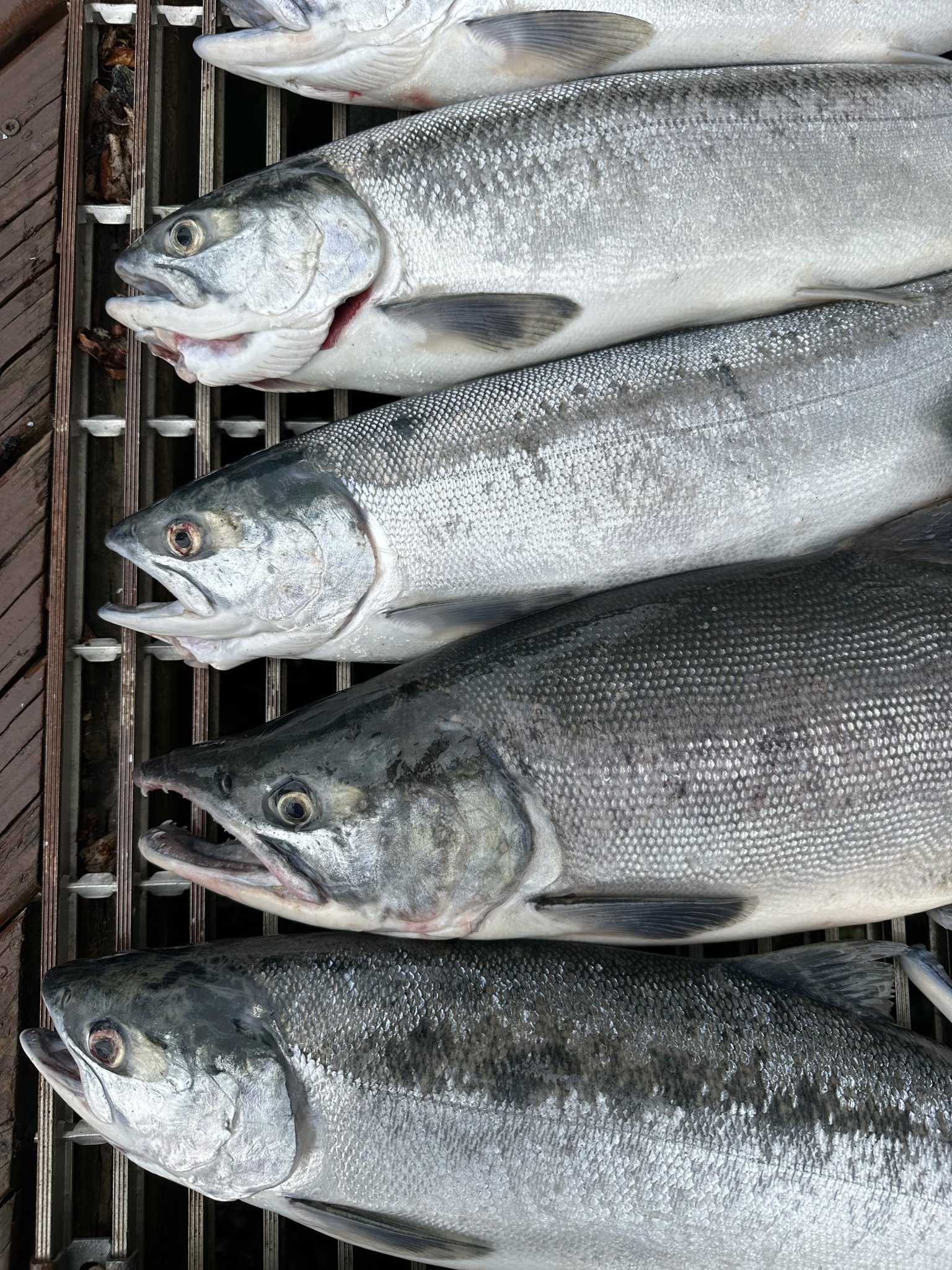 Salmon Riddle A Sockeye Spectacular: The Kenai River’s 2025 Late-Run Sockeye Salmon ...