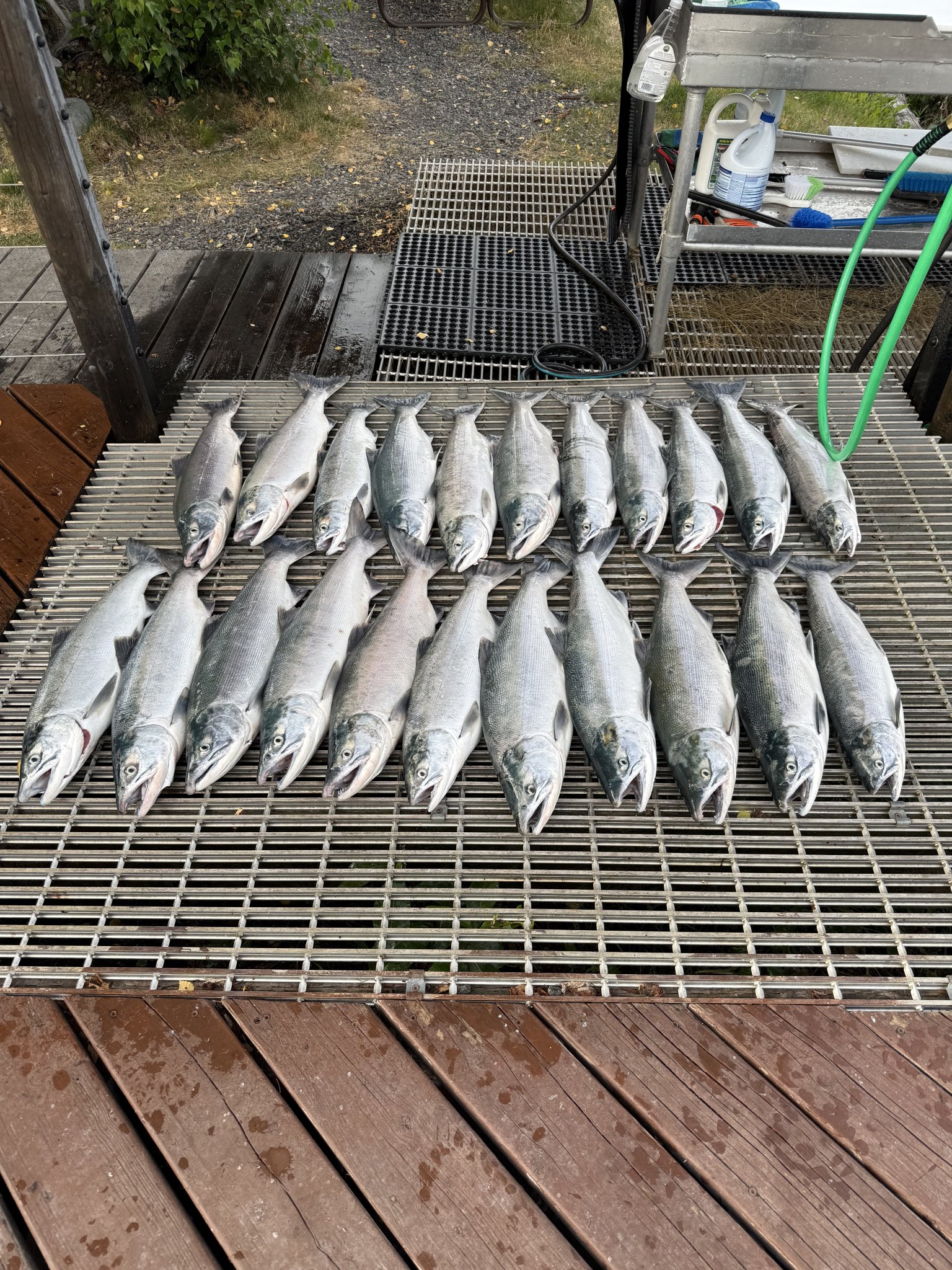 Salmon Riddle A Sockeye Spectacular: The Kenai River’s 2025 Late-Run Sockeye Salmon ...